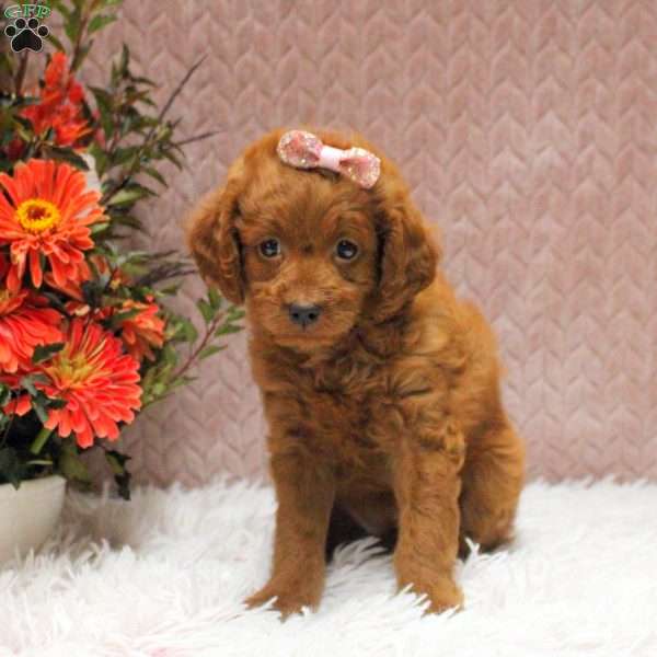 Willow, Cavapoo Puppy