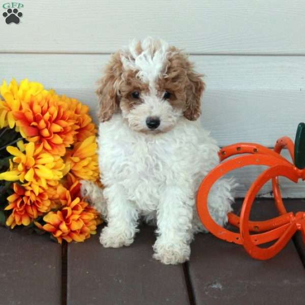 Willow, Toy Poodle Puppy