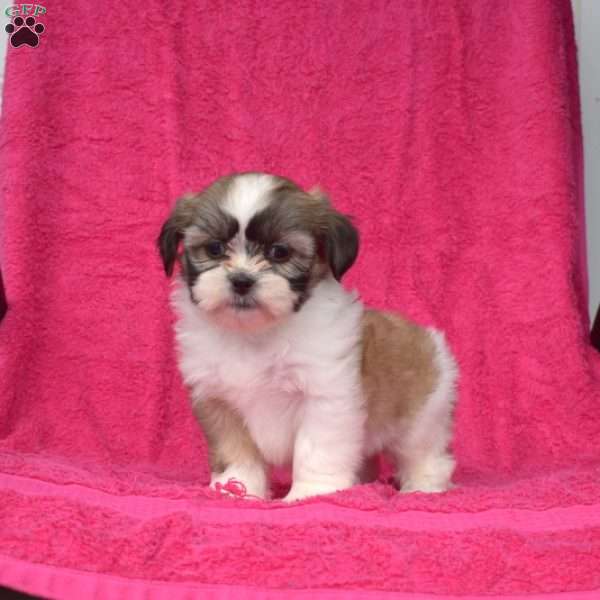 Willow, Shih Tzu Puppy
