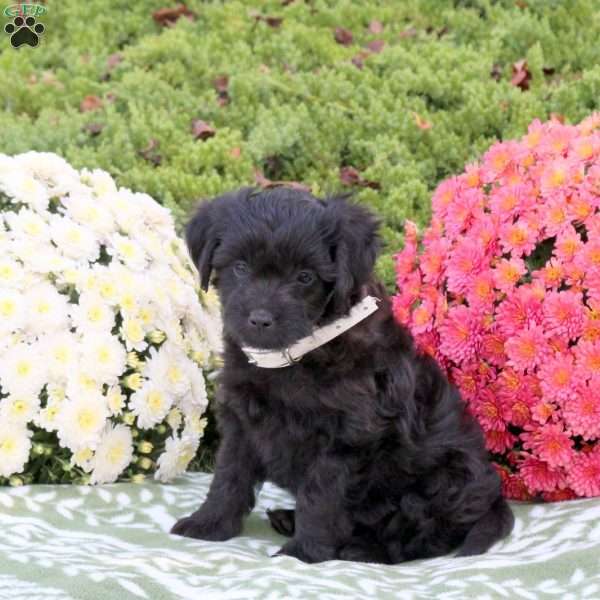 Willow, Mini Aussiedoodle Puppy