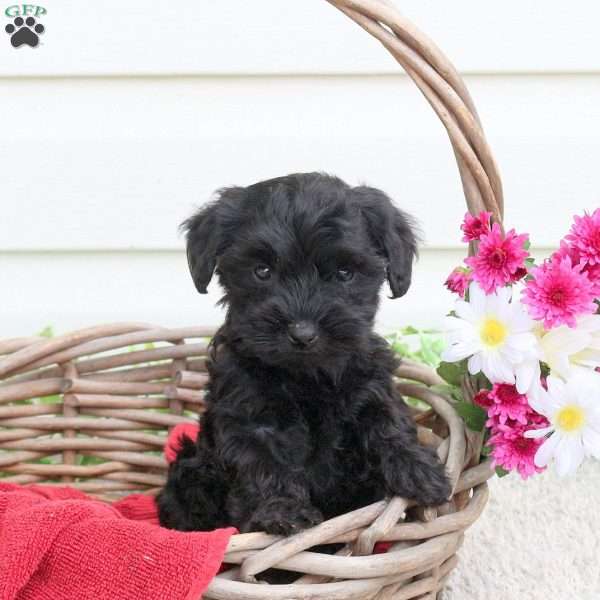 Willow, Yorkie Poo Puppy