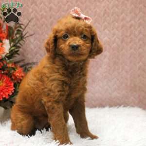 Willow, Cavapoo Puppy