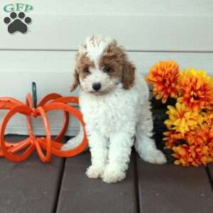 Willow, Toy Poodle Puppy