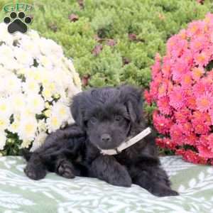 Willow, Mini Aussiedoodle Puppy