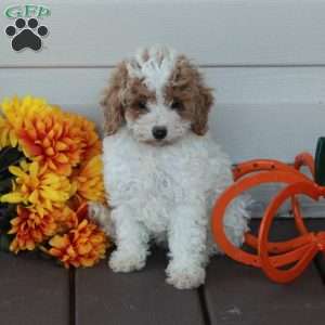 Willow, Toy Poodle Puppy