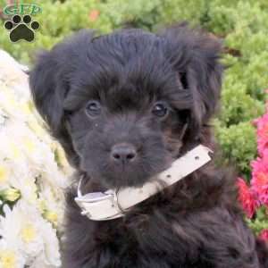 Willow, Mini Aussiedoodle Puppy