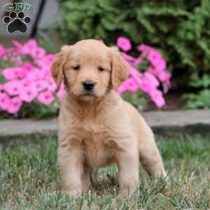 Willow, Golden Retriever Puppy