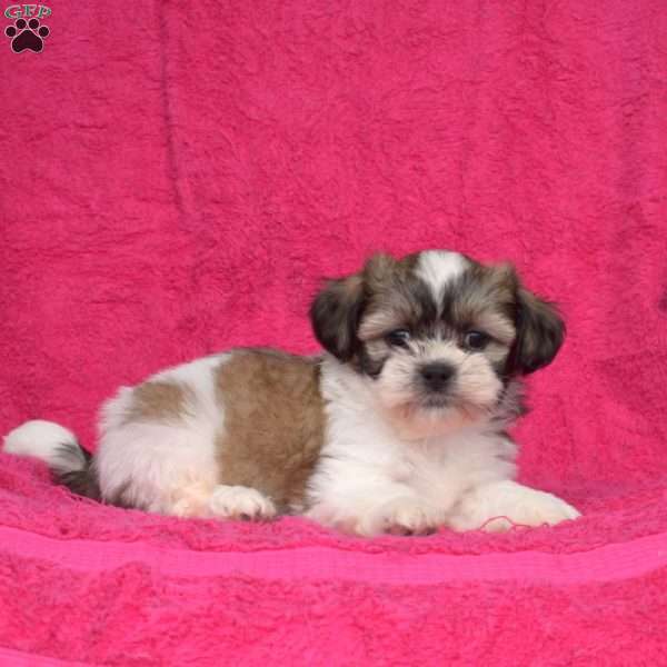 Willy, Shih Tzu Puppy