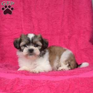 Willy, Shih Tzu Puppy