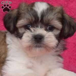 Willy, Shih Tzu Puppy