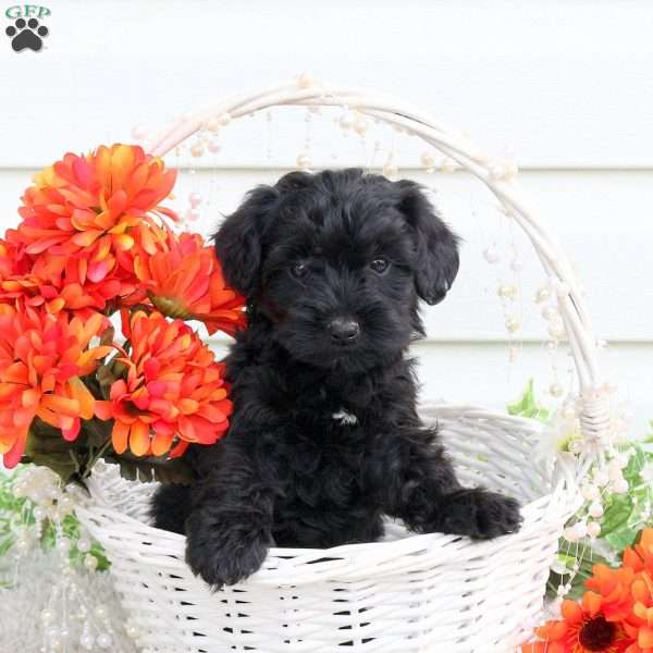 Wilma, Yorkie Poo Puppy