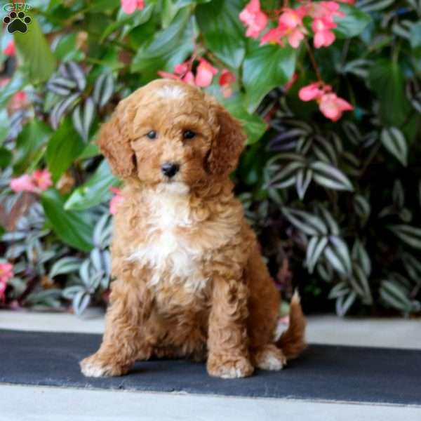Winner, Mini Goldendoodle Puppy