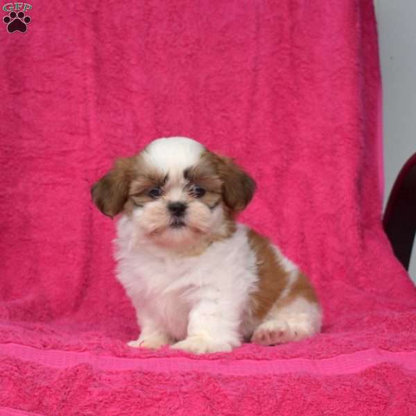 Winnie, Shih Tzu Puppy