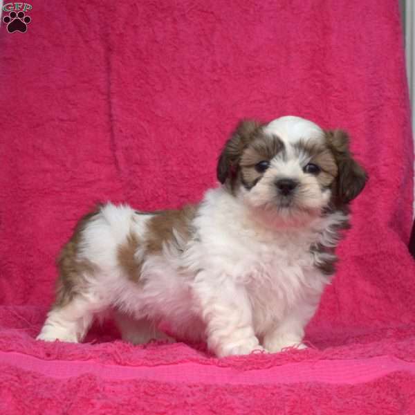 Winston, Shih Tzu Puppy
