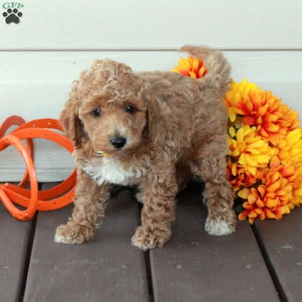 Winston, Toy Poodle Puppy