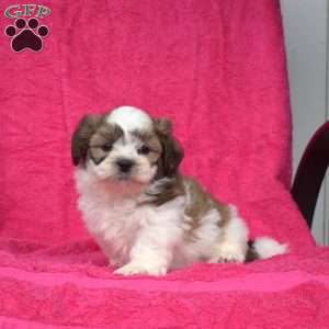 Winston, Shih Tzu Puppy