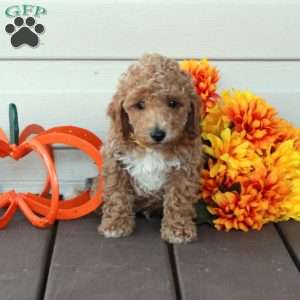 Winston, Toy Poodle Puppy