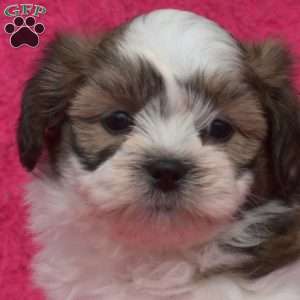 Winston, Shih Tzu Puppy