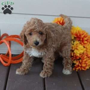 Winston, Toy Poodle Puppy