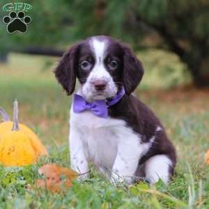 Winter, English Springer Spaniel Puppy