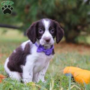 Winter, English Springer Spaniel Puppy
