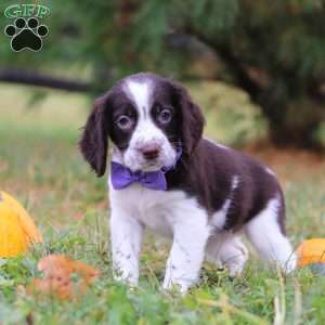 Winter, English Springer Spaniel Puppy