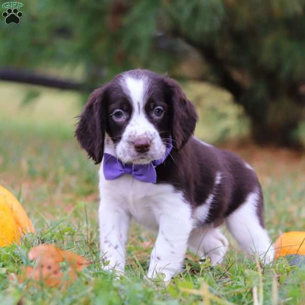 Winter, English Springer Spaniel Puppy
