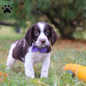 Winter, English Springer Spaniel Puppy