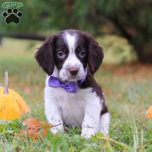 Winter, English Springer Spaniel Puppy
