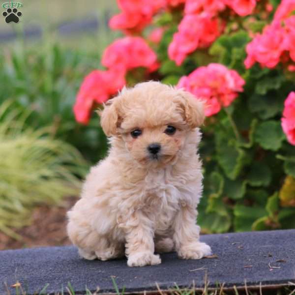 Wonder, Maltipoo Puppy