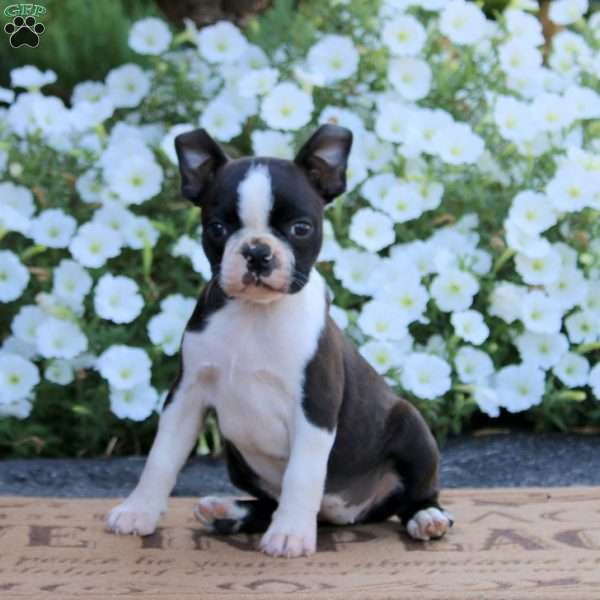 Wonder, Boston Terrier Puppy