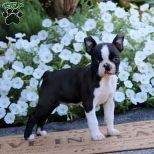 Wonder, Boston Terrier Puppy