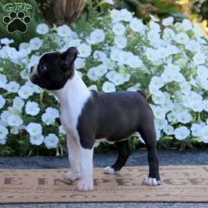 Wonder, Boston Terrier Puppy