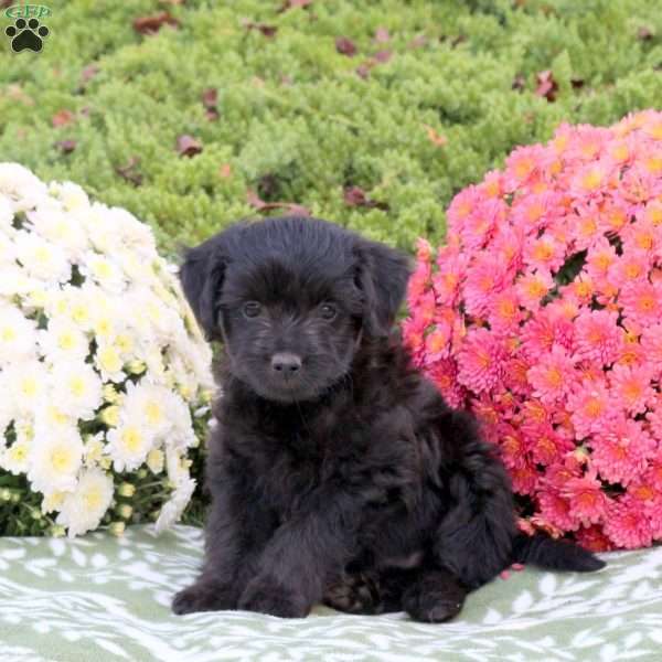 Wren, Mini Aussiedoodle Puppy