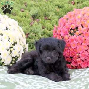 Wren, Mini Aussiedoodle Puppy