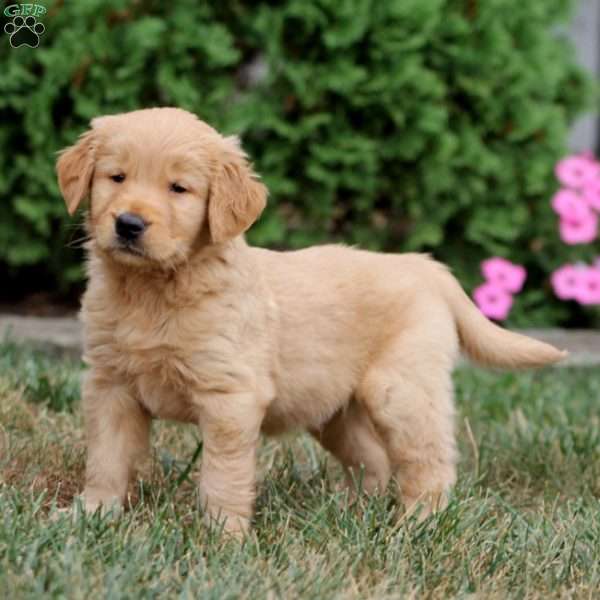 Wyatt, Golden Retriever Puppy