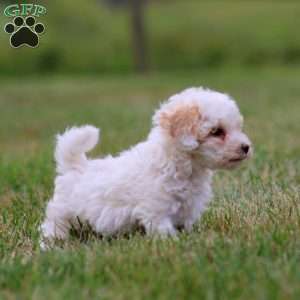 Wyatt, Maltipoo Puppy