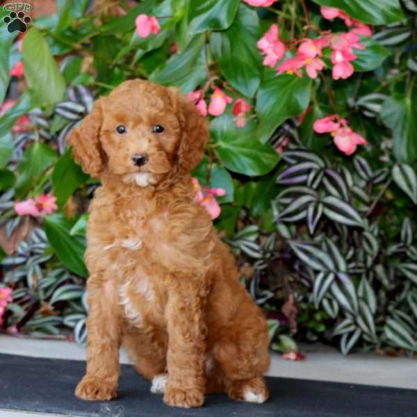 Wyatt, Mini Goldendoodle Puppy