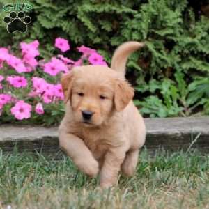 Wyatt, Golden Retriever Puppy