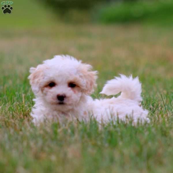 Wyatt, Maltipoo Puppy