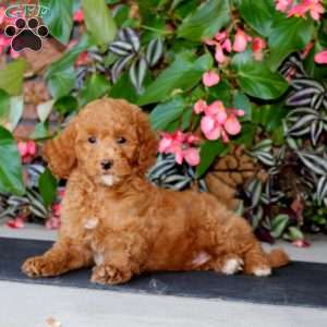 Wyatt, Mini Goldendoodle Puppy