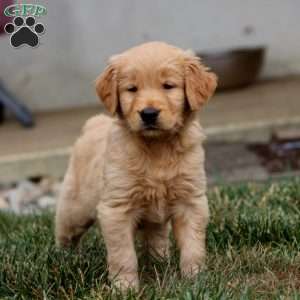 Wyatt, Golden Retriever Puppy