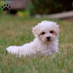 Wyatt, Maltipoo Puppy