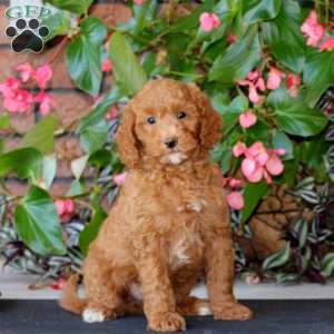 Wyatt, Mini Goldendoodle Puppy