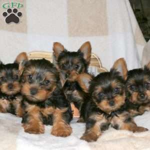 Nikki, Yorkie Puppy
