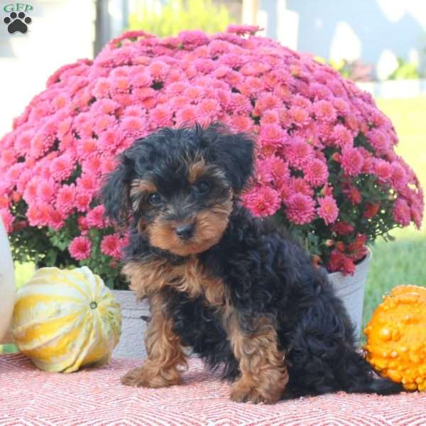 Zach, Shorkie-Poo Puppy