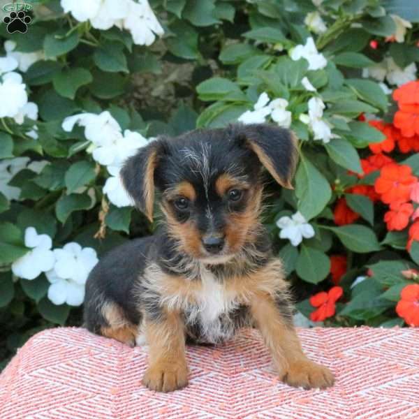 Zach, Yorkie Puppy
