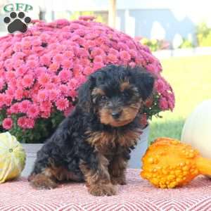 Zach, Shorkie-Poo Puppy