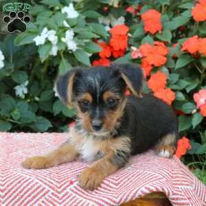 Zach, Yorkie Puppy