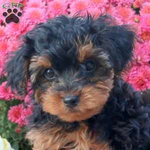 Zach, Shorkie-Poo Puppy